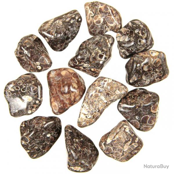 Pierres roules agate fossile turritelle - 2  3 cm - Lot de 3