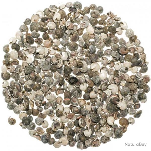 Coquillages umbonium gris - 0.5  1 cm - 100 grammes
