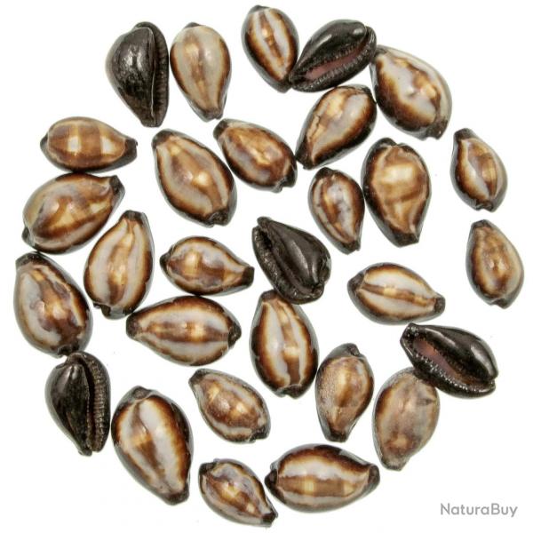 Coquillage cypraea onyx - 3  4 cm - Lot de 5