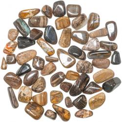 Pierres roulées bois fossile - 1.5 à 2.5 cm - 50 grammes