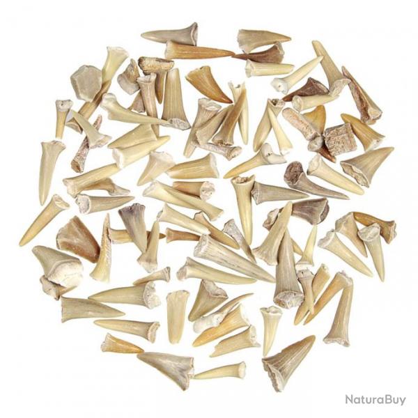 Lot de dents de requin fossilises - 100 grammes