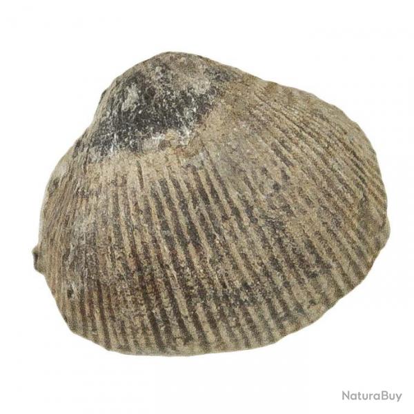 Productus subaculeata fossile - 1.5  2 cm
