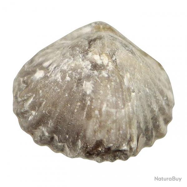 Tetrarhynchia tetraedra fossile - 2  2.5 cm