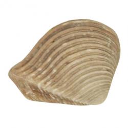 Coquillage crassatella sulcata fossile - 2 à 3 cm