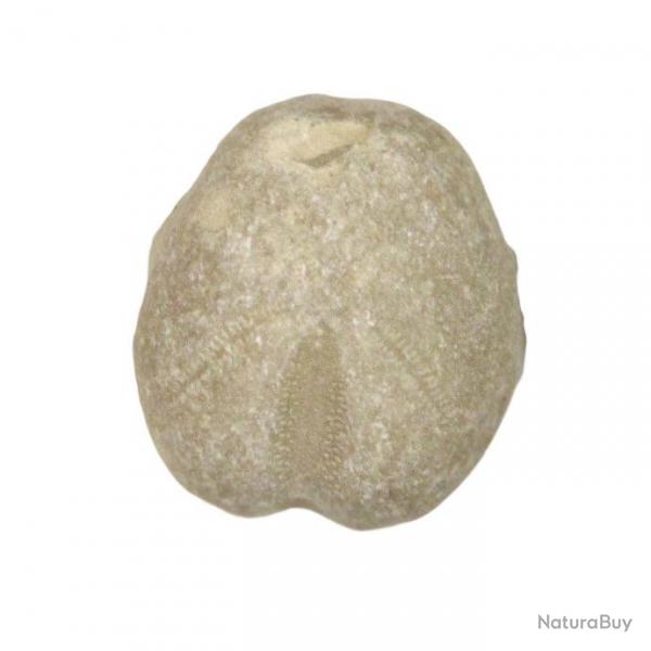 Oursin fossile heteraster - 1.5  2.5 cm