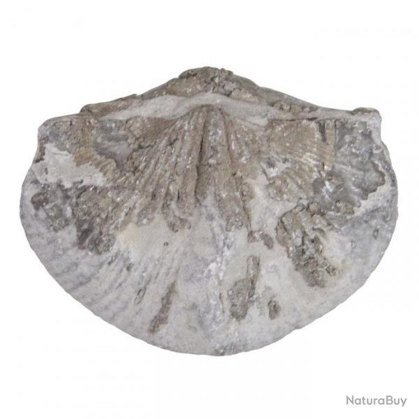 Paraspirifer bownockeri fossile - 4  5 cm