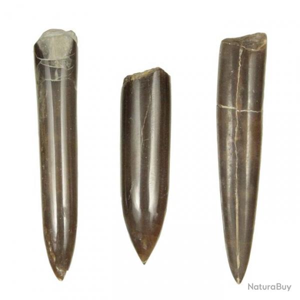 Rostre de blemnite cylindroteuthis fossile poli - 8  10 cm - A l'unit