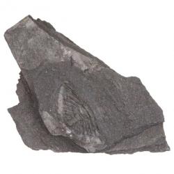 Impression de trilobite ogyginus corndensis fossile - 260 grammes
