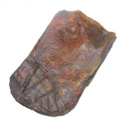 Impression de trilobite ogyginus corndensis fossile - 20 grammes