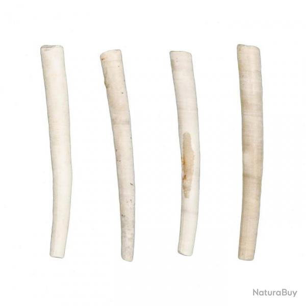 Dentalium bartonense fossile - 3  4 cm - A l'unit