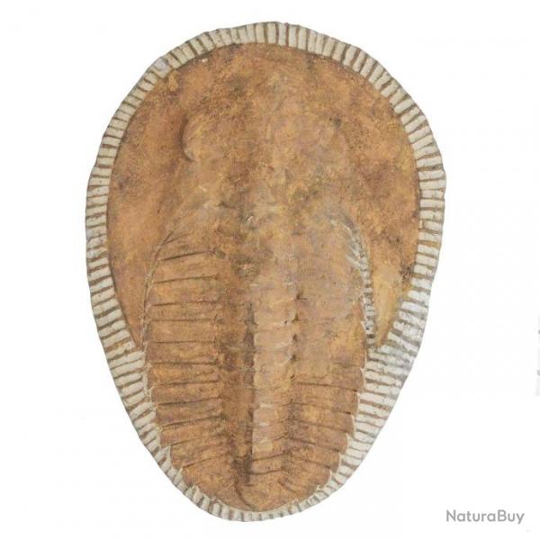 Trilobite cambropallas telesto fossile - 2.08 kg