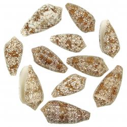 Coquillages conus textile - 7 à 9 cm - Lot de 2