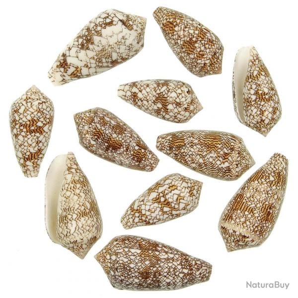 Coquillages conus textile - 7  9 cm - Lot de 2