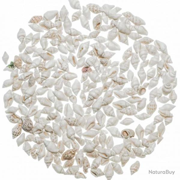 Coquillages nassarius blancs +/- 1 cm - 100 grammes