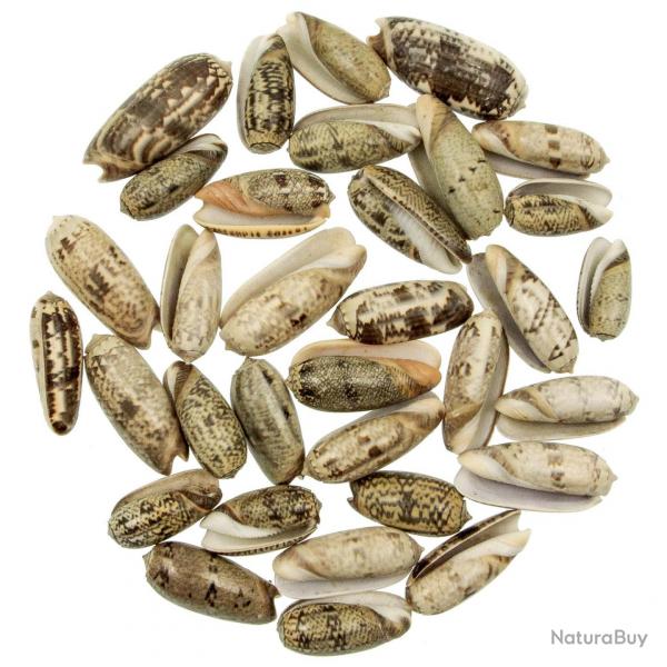 Coquillages oliva oliva - 3  5 cm - Lot de 5