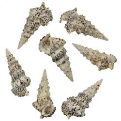 Coquillages cerithium nodulosum - 8 à 10 cm - Lot de 2