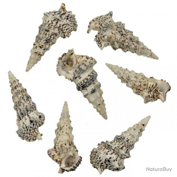 Coquillages cerithium nodulosum - 8  10 cm - Lot de 2