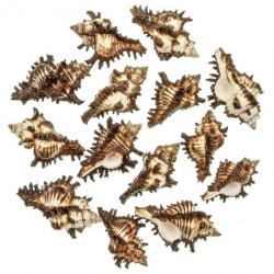 Coquillages murex chicoreus brunneus - 5 à 7 cm - Lot de 5