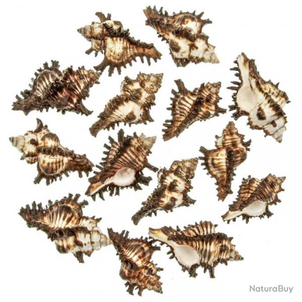 Coquillages murex chicoreus brunneus - 5  7 cm - Lot de 5