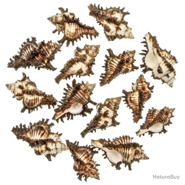 Coquillages murex chicoreus brunneus - 5  7 cm - Lot de 5