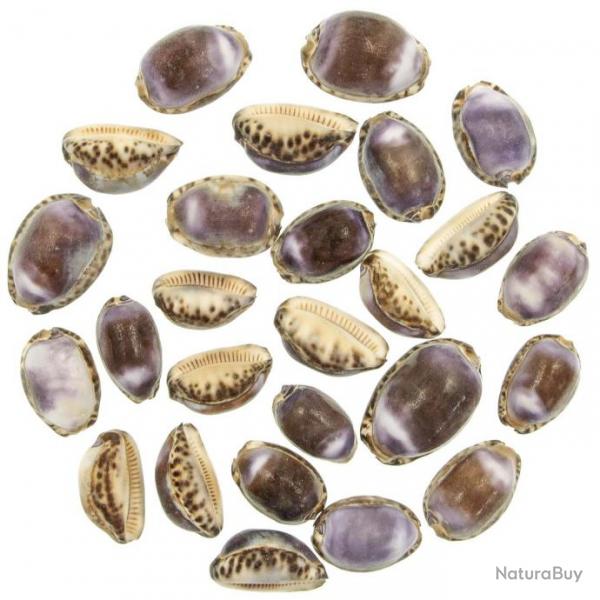Coquillages cypraea eglantina violet - 3  4.5 cm - Lot de 5