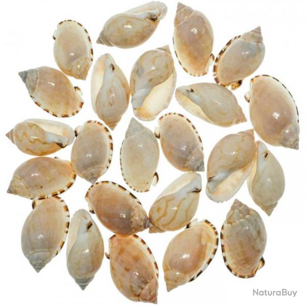 Coquillages casmaria erinaceus - 3  4 cm - Lot de 10