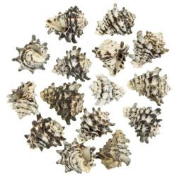Coquillages vasum turbinellus - 5 à 8 cm - Lot de 2