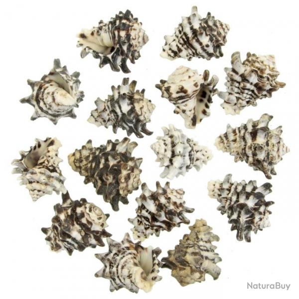Coquillages vasum turbinellus - 5  8 cm - Lot de 2