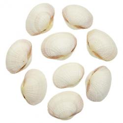 Coquillages fimbria fimbriata entiers - 5 à 7 cm - Lot de 4