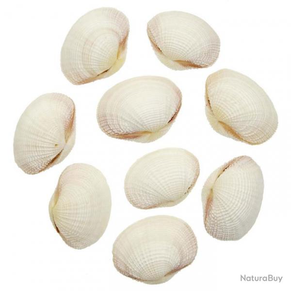 Coquillages fimbria fimbriata entiers - 5  7 cm - Lot de 4