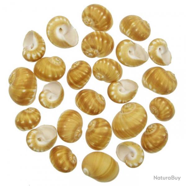 Coquillages natica stellata - 3  4 cm - Lot de 4