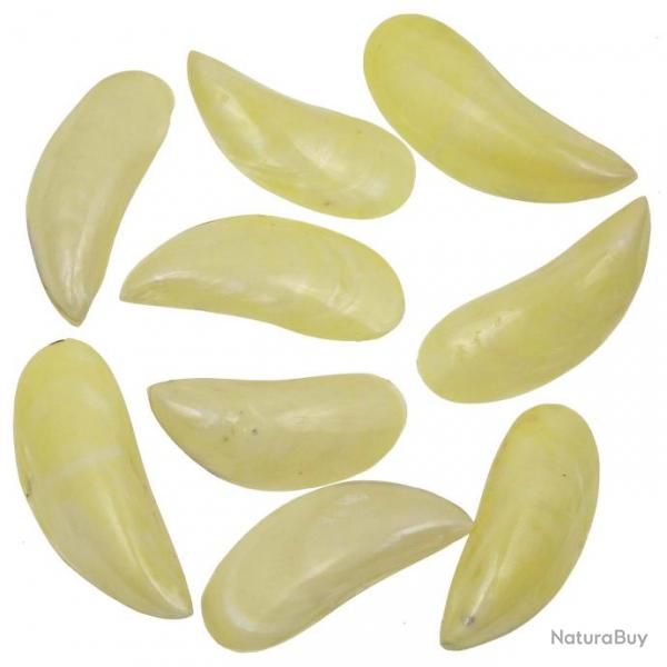 Coquillages perna viridis jaune nacr entier poli - 8  10 cm - Lot de 4