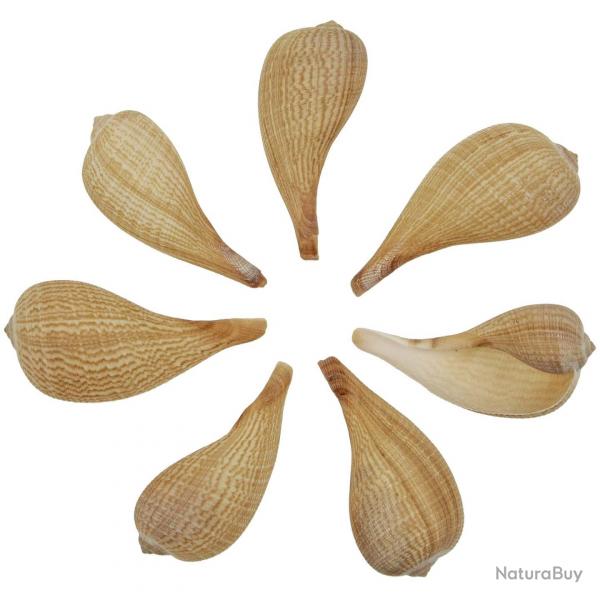 Coquillages ficus gracilis - 9  13 cm - Lot de 2