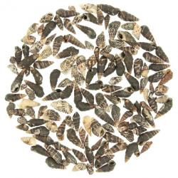 Coquillages nassarius trivittatus - 1 à 3 cm - 100 grammes