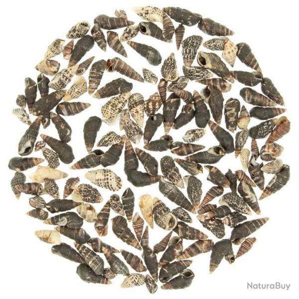 Coquillages nassarius trivittatus - 1  3 cm - 100 grammes
