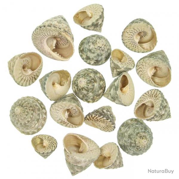Coquillages trochus stellatus - 3  5 cm - 100 grammes