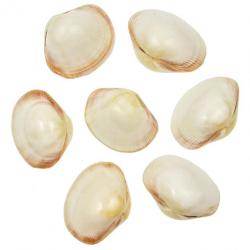 Coquillages fimbria fimbriata polis entiers - 6 à 8 cm - Lot de 5