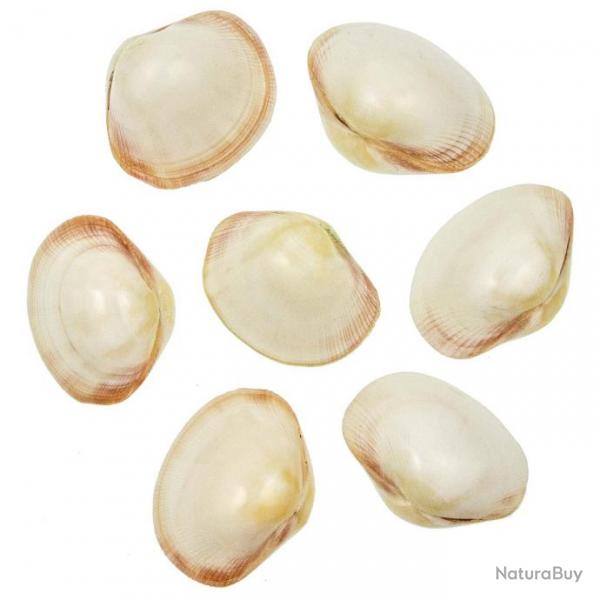 Coquillages fimbria fimbriata polis entiers - 6  8 cm - Lot de 5