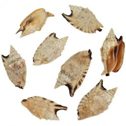 Coquillages strombus aratrum - 7 à 9 cm - Lot de 2