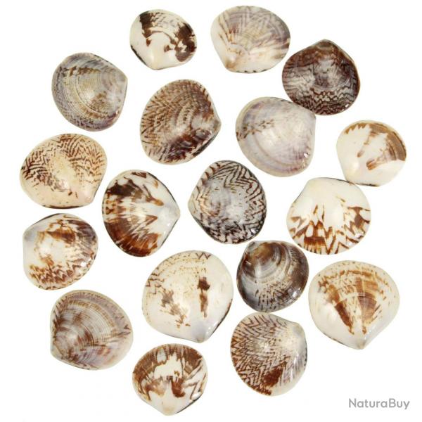 Coquillages circe scripta polis entiers - 3.5  5 cm - Lot de 5