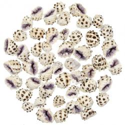 Coquillages drupa morum violets - 2.5 à 3.5 cm - Lot de 5