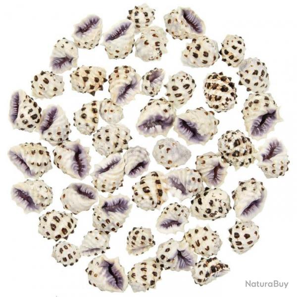 Coquillages drupa morum violets - 2.5  3.5 cm - Lot de 5
