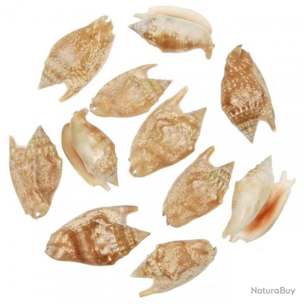 Coquillages strombus aurisdianae - 5  7 cm - Lot de 5