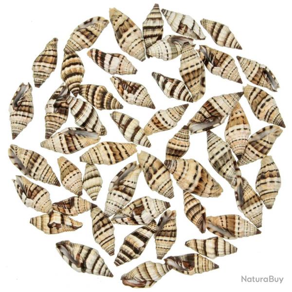 Coquillages vexillum rugosum noirs - 3  4 cm - lot de 15
