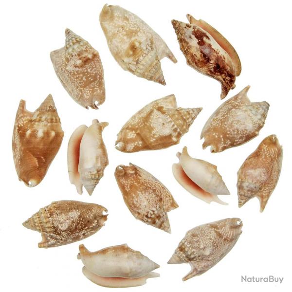 Coquillages strombus bulla - 5  7 cm - Lot de 5
