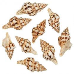 Coquillages latirus polygonus - 7 à 10 cm - Lot de 2