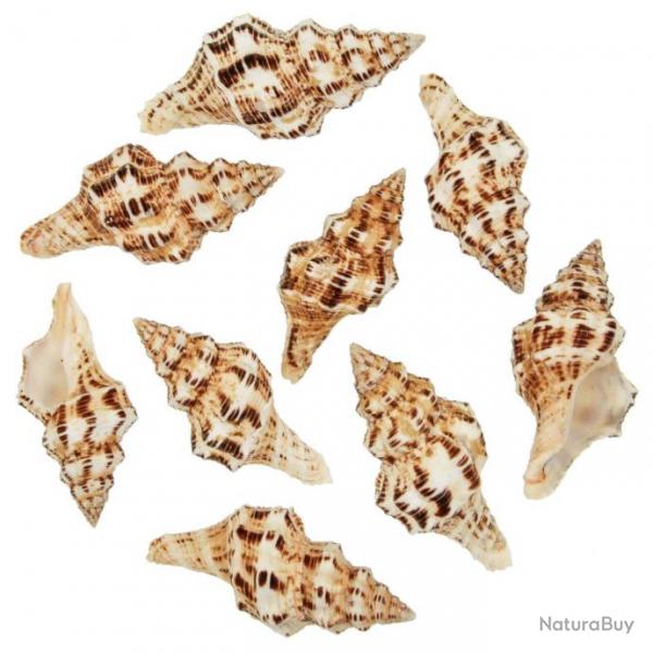 Coquillages latirus polygonus - 7  10 cm - Lot de 2