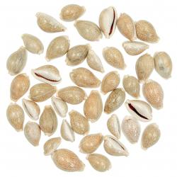 Coquillages cypraea miliaris - 2 à 3 cm - 100 grammes