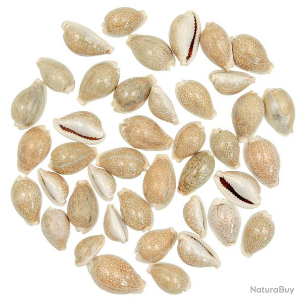 Coquillages cypraea miliaris - 2  3 cm - 100 grammes