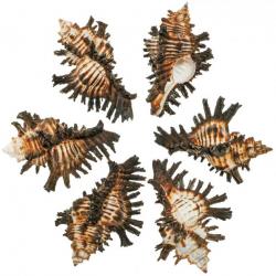 Coquillages murex adustus - 5 à 6 cm - Lot de 2